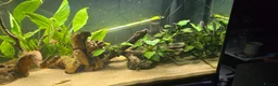 Catfish fish for sale: Fluval roma 240L aquarium- complete upgraded setup - Advert 4