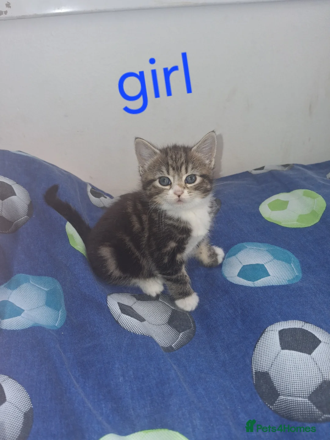 Mixed Breed cats for sale: Kittens  in London - Advert 1