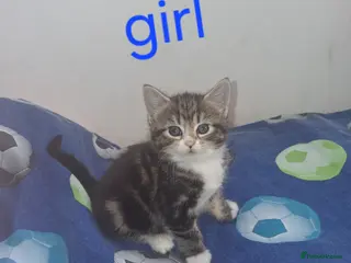 Mixed Breed cats Kittens - Advert 3