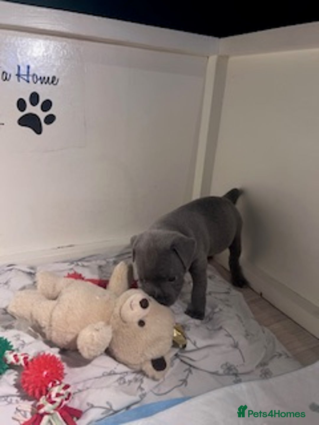 Staffordshire Bull Terrier dogs for sale: 2 Beautiful Male Blue Staffy Puppies - Advert 20