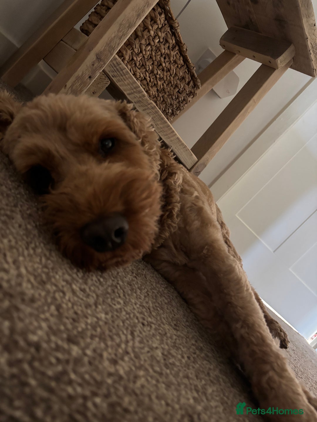 Cockapoo dogs for stud: Cockerpoo for stud  - Advert 5