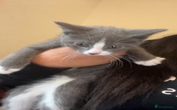 Mixed Breed cats for sale: Beautiful kittens  - Image 11