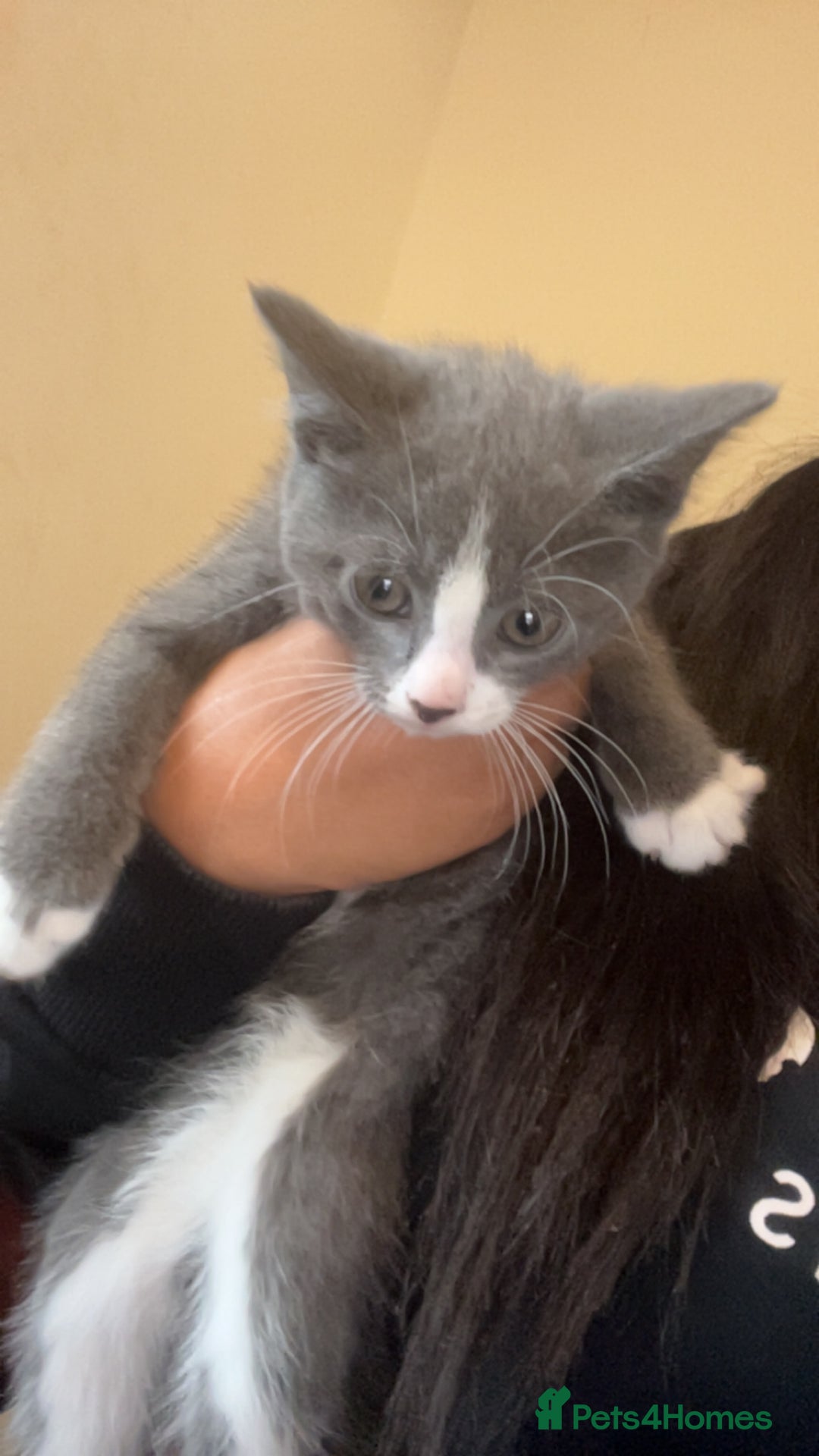 Mixed Breed cats for sale: Beautiful kittens  - Image 11