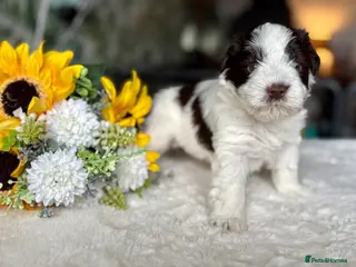 Miniature Schnauzer dogs 🩷KC Chocolate Parti💙Black & White Mini Schnauzer - Advert 10