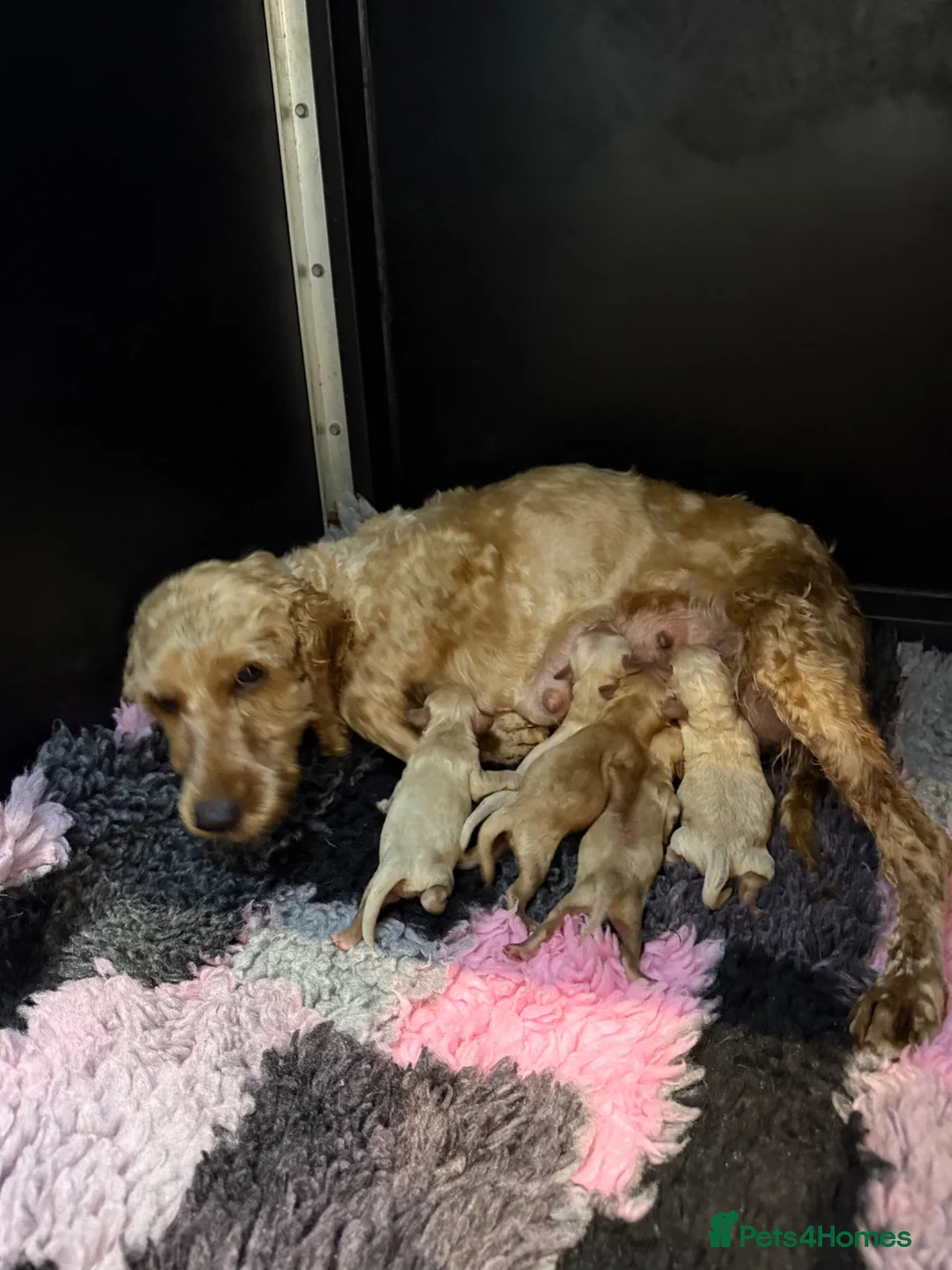 Cockapoo dogs for sale: ⭐️ Adorable Cockapoo puppies ⭐️ - Advert 7