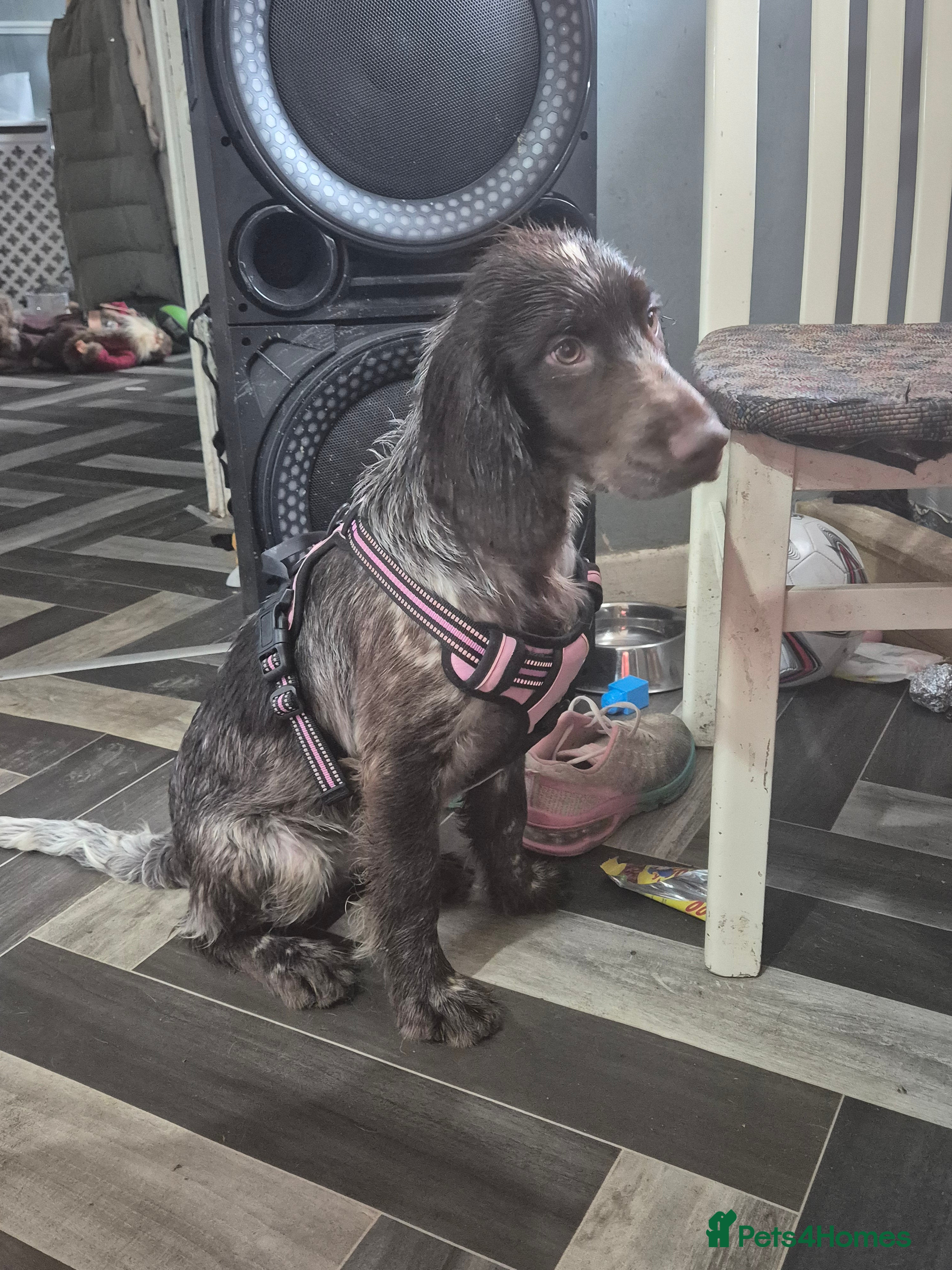 Sprocker dogs Sprocker - Advert 1