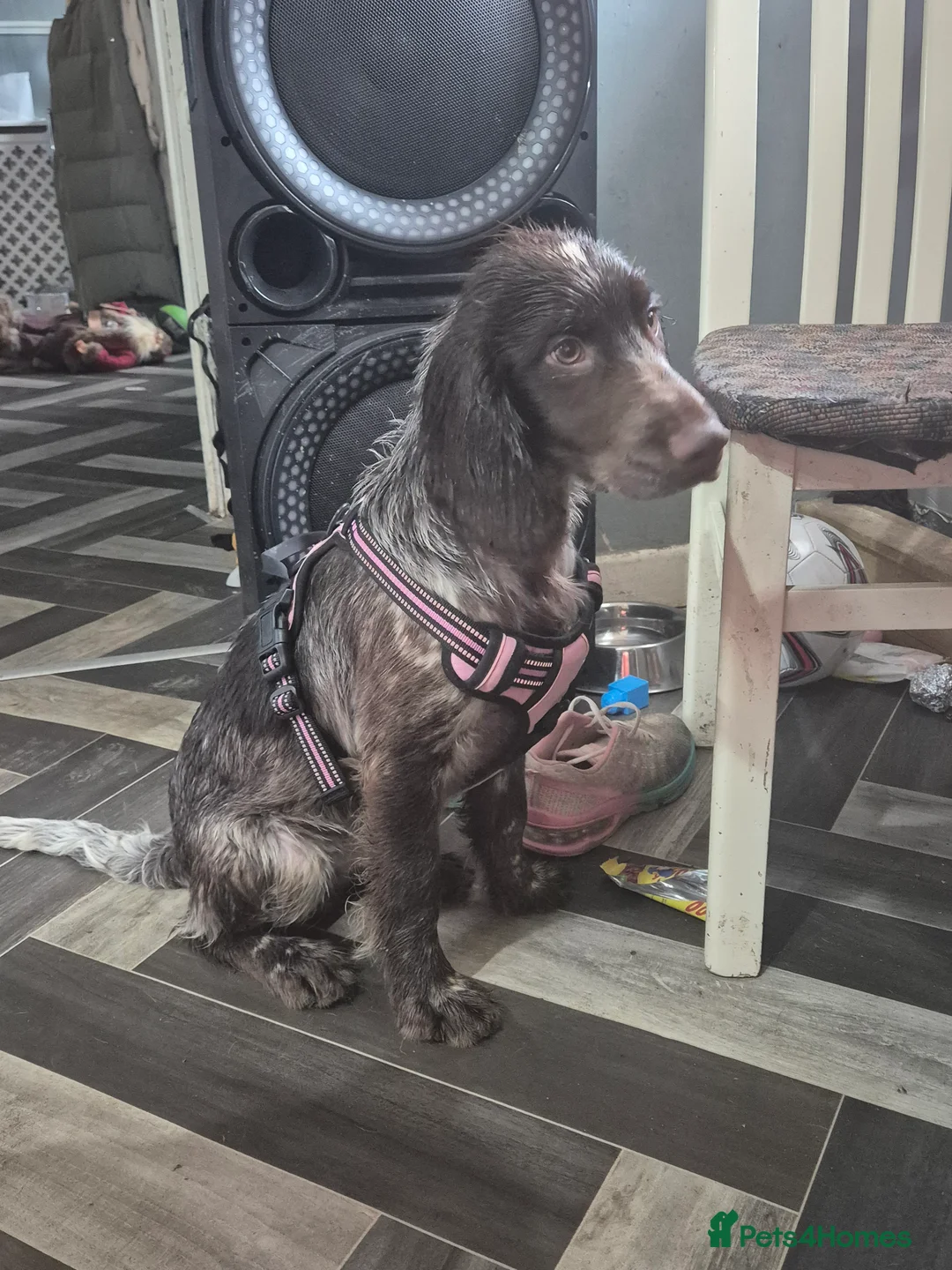 Sprocker dogs for sale: Sprocker - Advert 1