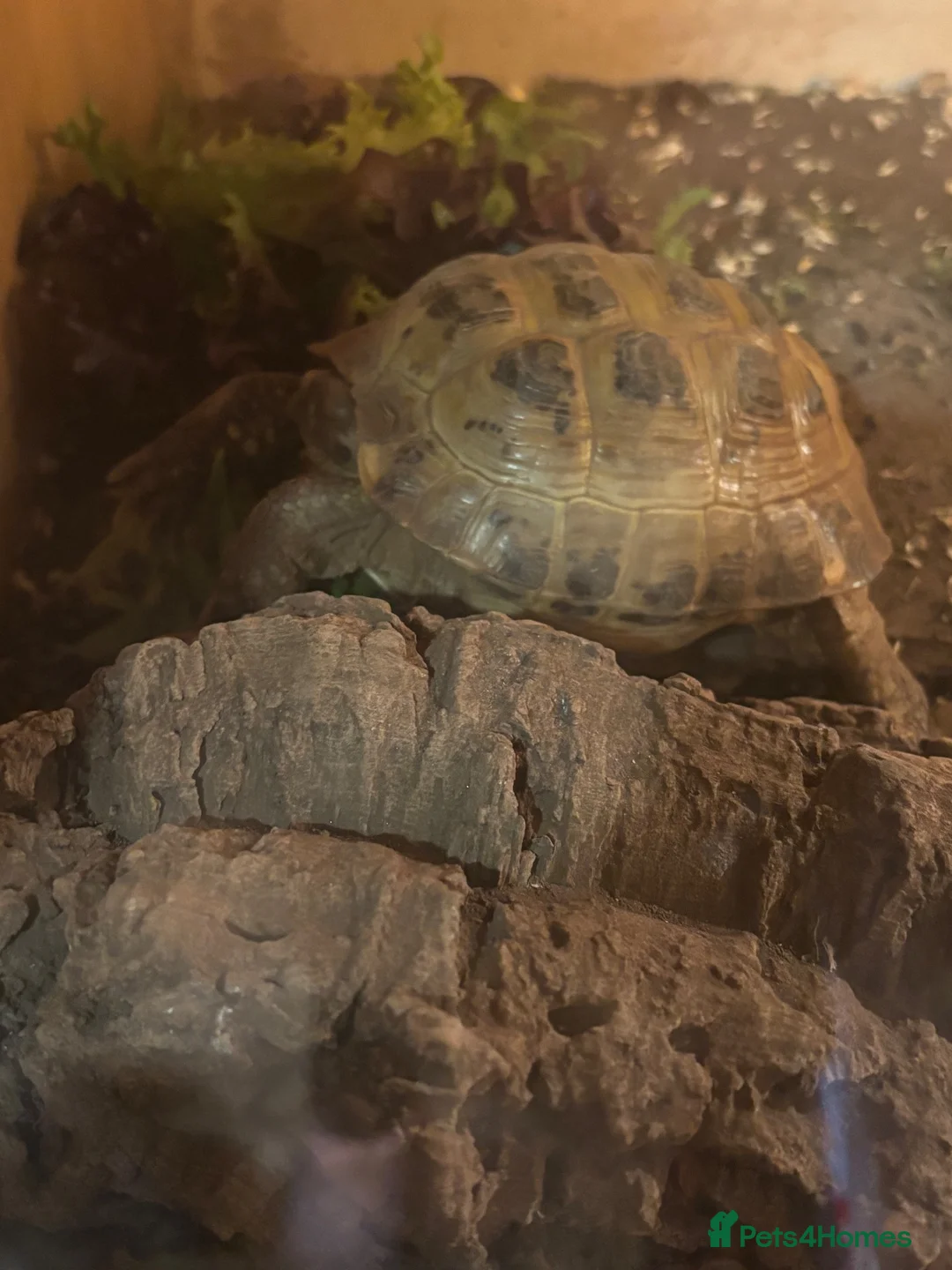 Tortoise reptiles for sale: 2 tortoise for rehoming  in Manchester - Advert 2