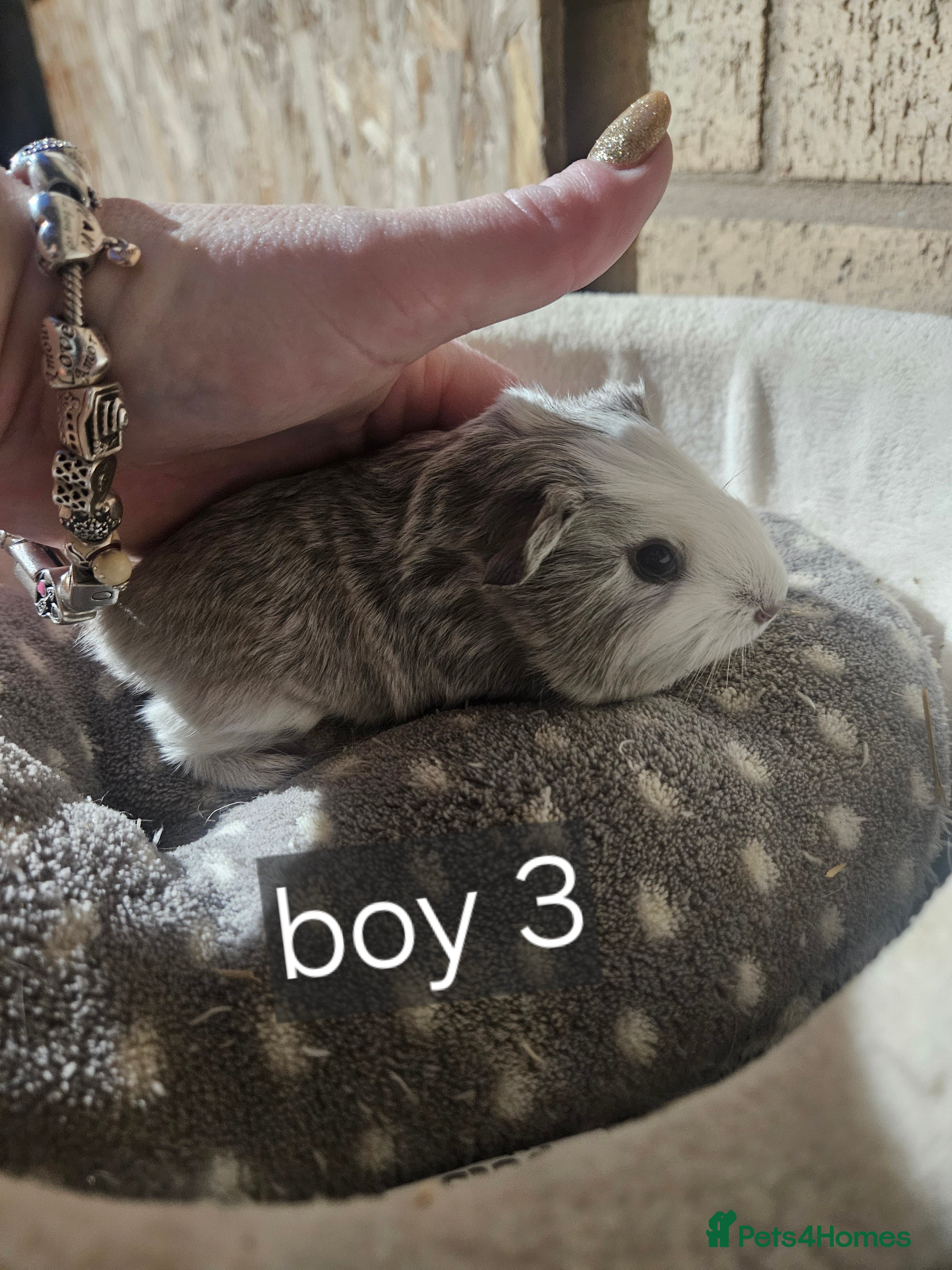 Guinea Pig rodents Baby boy guinea pigs ready now - Advert 16