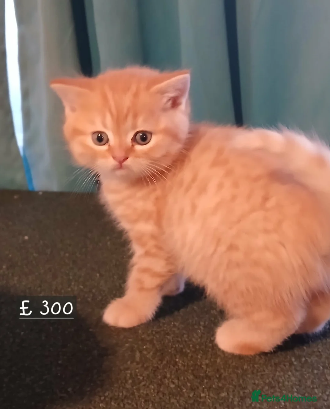 Mixed Breed cats for sale: Only one ginger kitten boy is available. - Advert 11