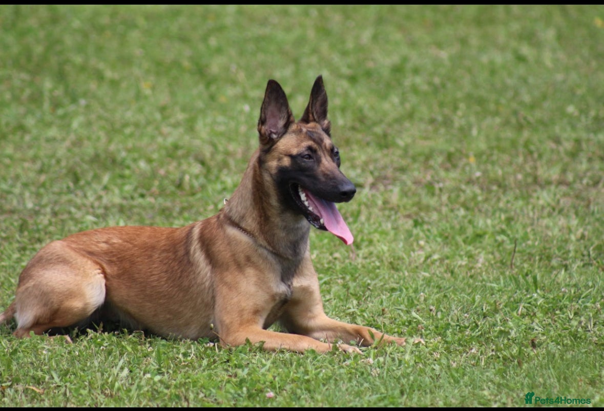 Belgian Shepherd Dog dogs Belgian Malinois Puppies - Advert 2