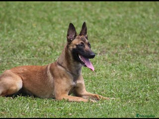 Belgian Shepherd Dog dogs Belgian Malinois Puppies - Advert 1