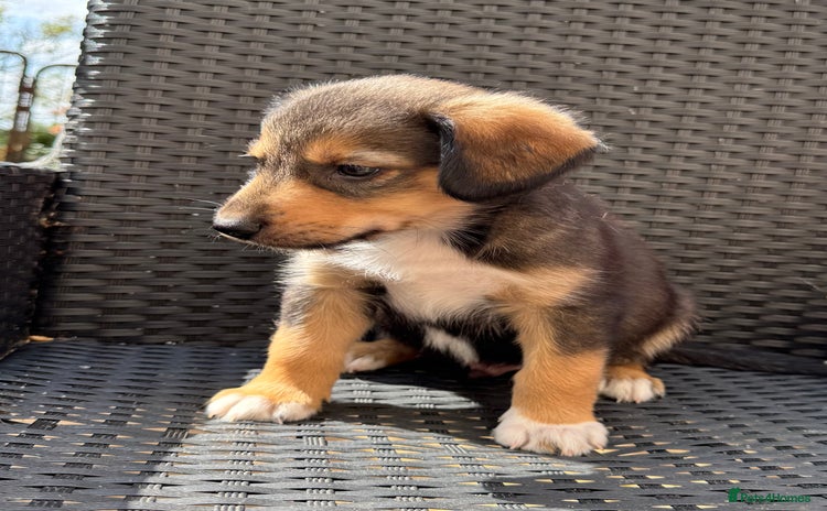 Mixed Breed dogs - Advert 1