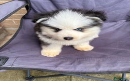 Pomsky dogs for sale: Champion bloodline f4 pomskys - Image 11