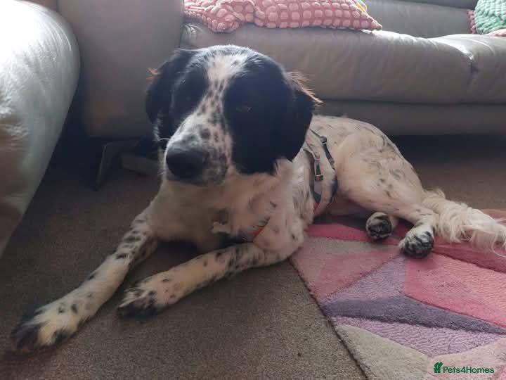 Mixed Breed dogs for adoption: Meet Bella, currently residing in Dunstable  - Advert 6