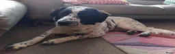 Mixed Breed dogs for adoption: Meet Bella, currently residing in Dunstable  in Dunstable - Advert 1
