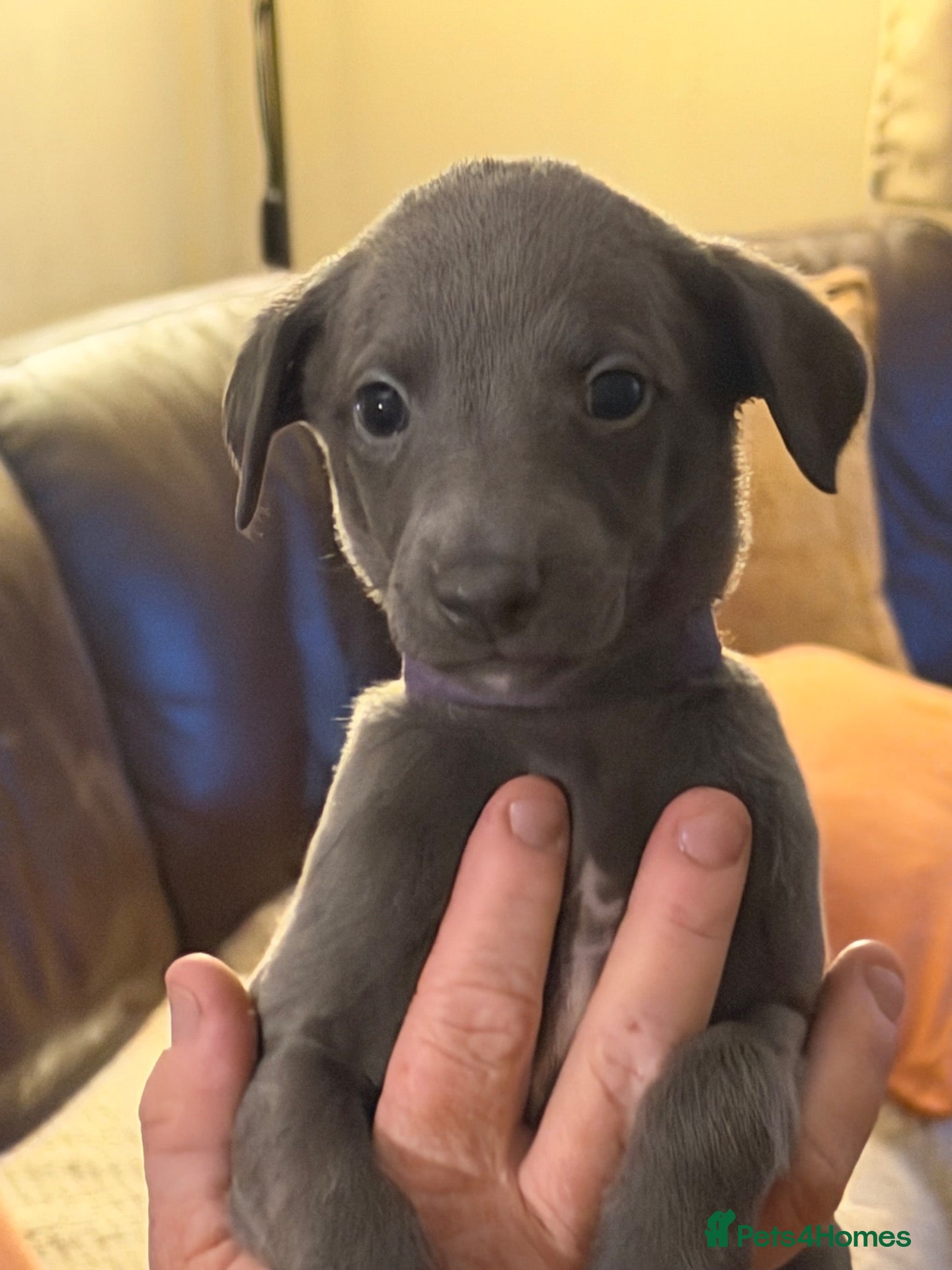 Whippet dogs STUNNING KC REG WHIPPETS  - Advert 2