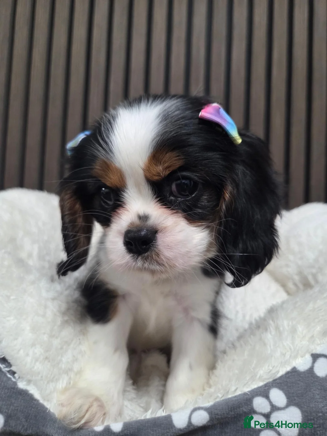Cavalier King Charles Spaniel dogs for sale: Stunning Cavaliers Puppies - Advert 2