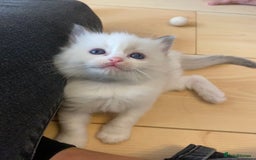 Ragdoll cats for sale: GCCF Seal point and bi colour Ragdoll Kittens - Image 10
