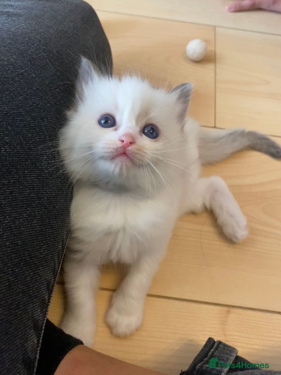 Ragdoll cats for sale: GCCF Seal point and bi colour Ragdoll Kittens - Image 10