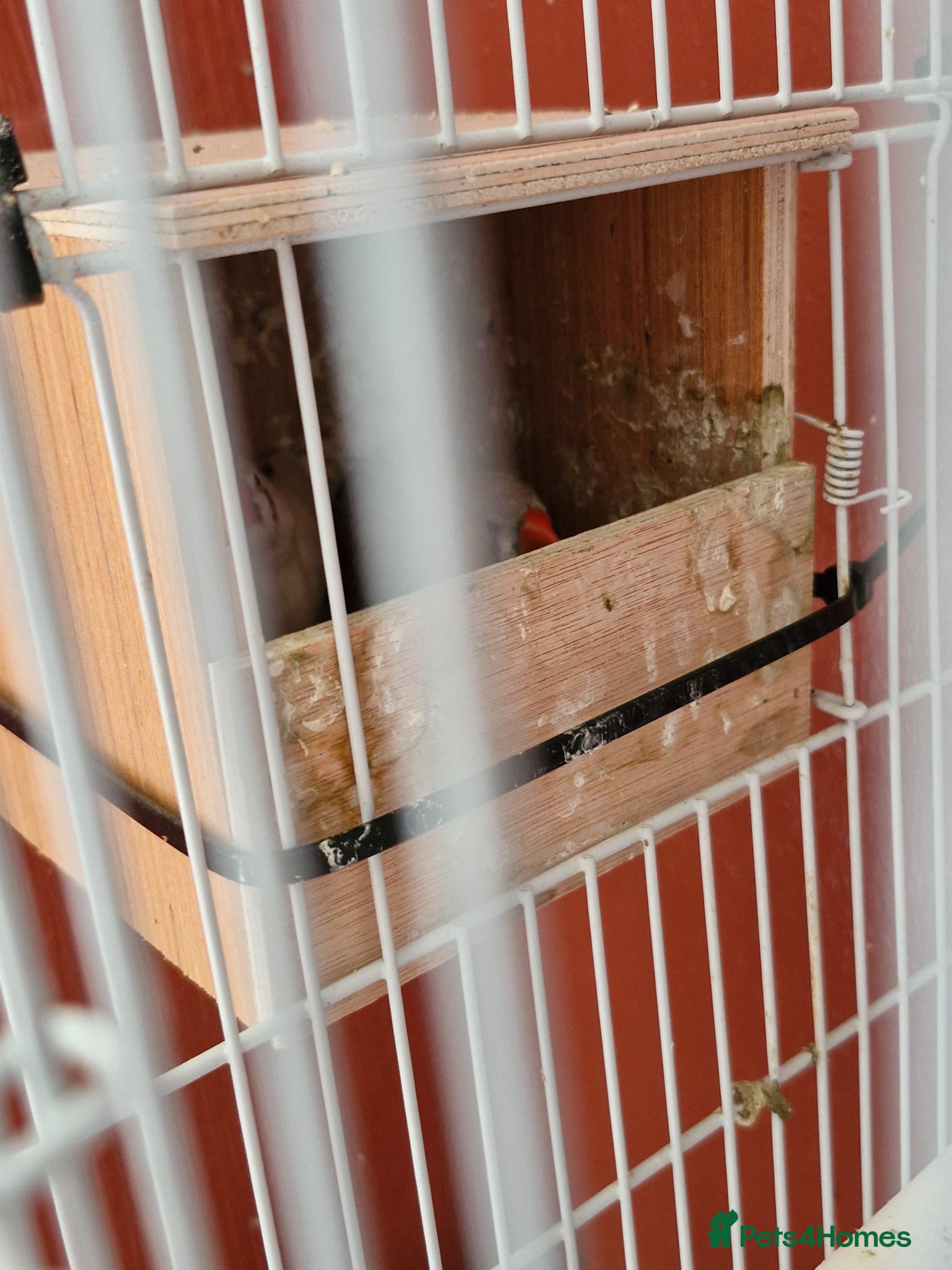 Finches birds for sale: Finches and budgies for sale  - Advert 5