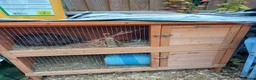 Dwarf Lop rabbits for sale: Absolutely gorgeous chocolate dwarf lop for sale🤎 - Advert 7