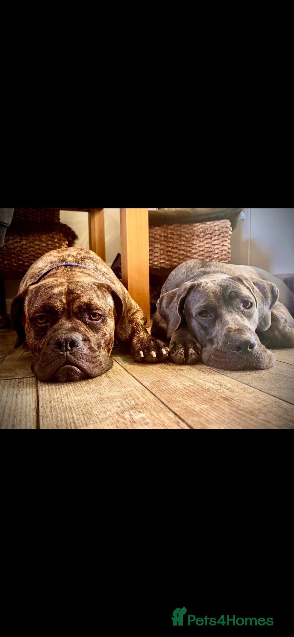 Mixed Breed dogs for sale: 11 Cane Corso cross mastiff chunky puppies - Advert 1