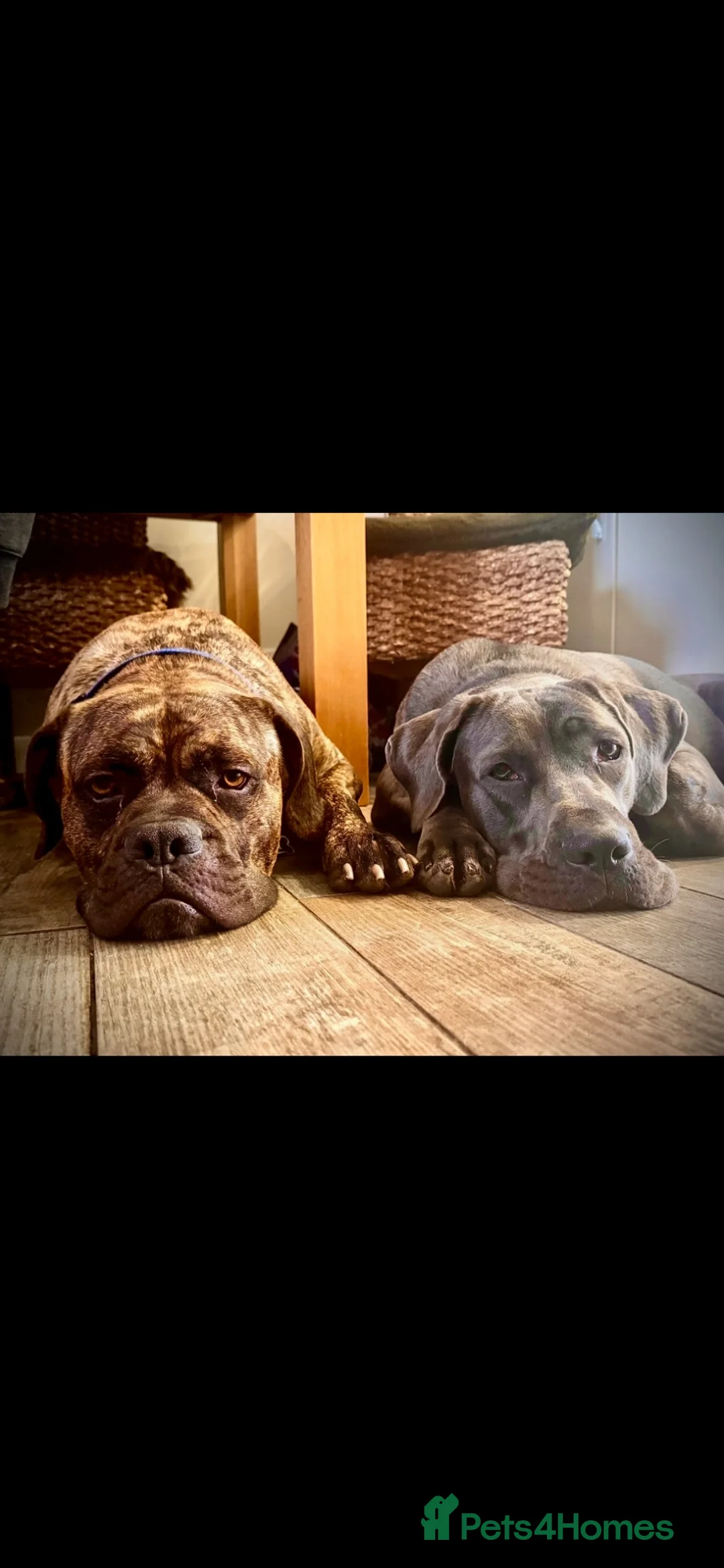 Mixed Breed dogs for sale: 11 Cane Corso cross mastiff chunky puppies in Axbridge - Advert 1