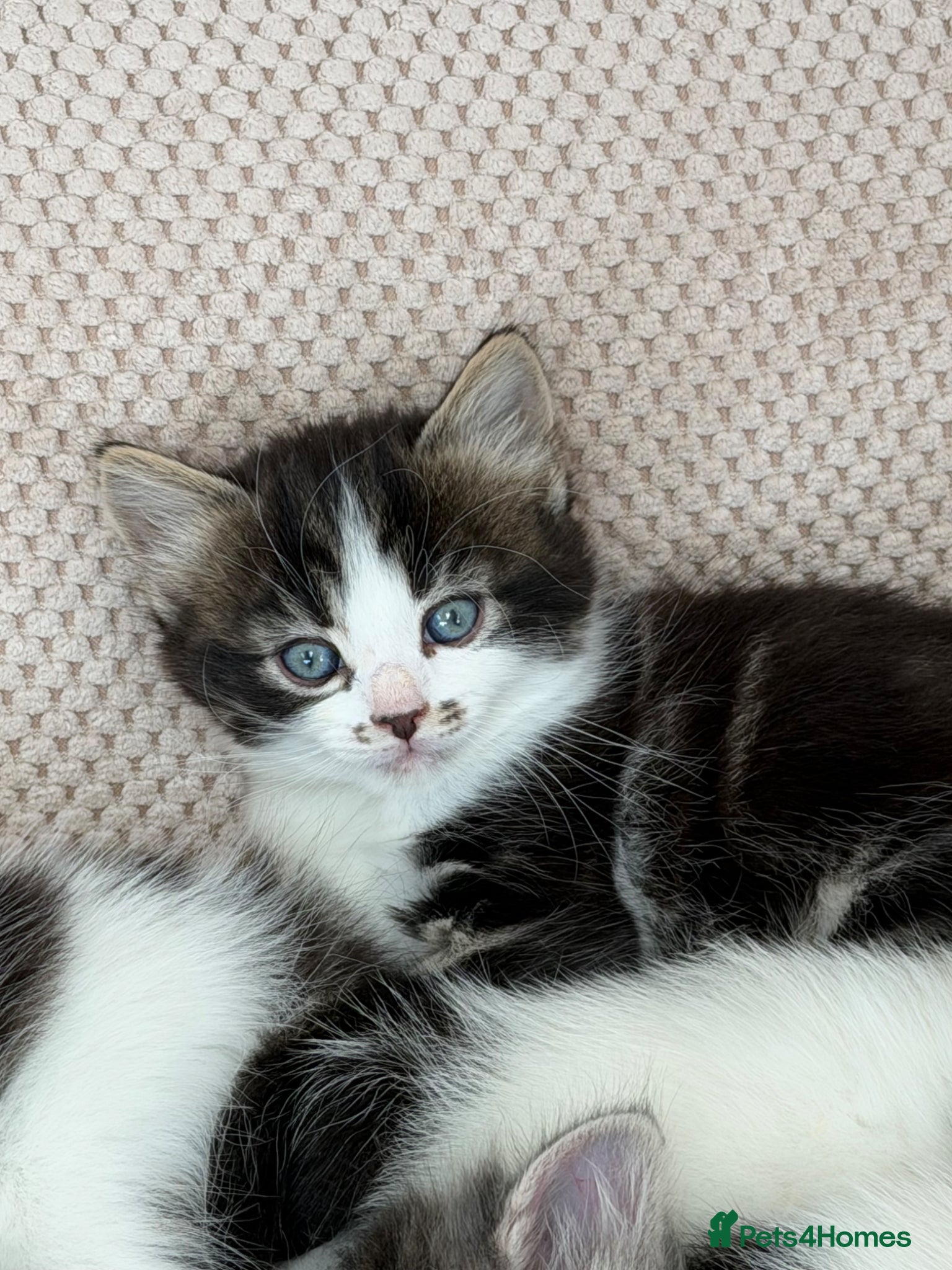 Mixed Breed cats Gorgeous, lovely Tabby kittens looking for home💕 - Advert 2