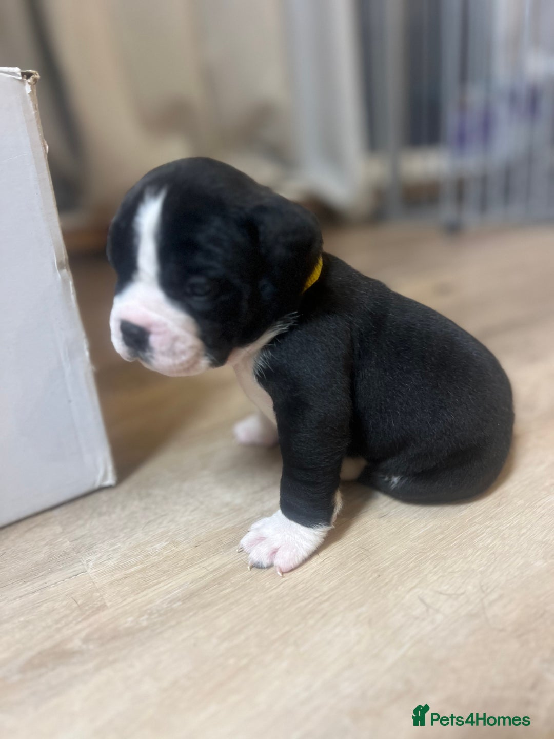 Old Tyme Bulldog dogs for sale: Old tyme bulldogs for sale - Image 8