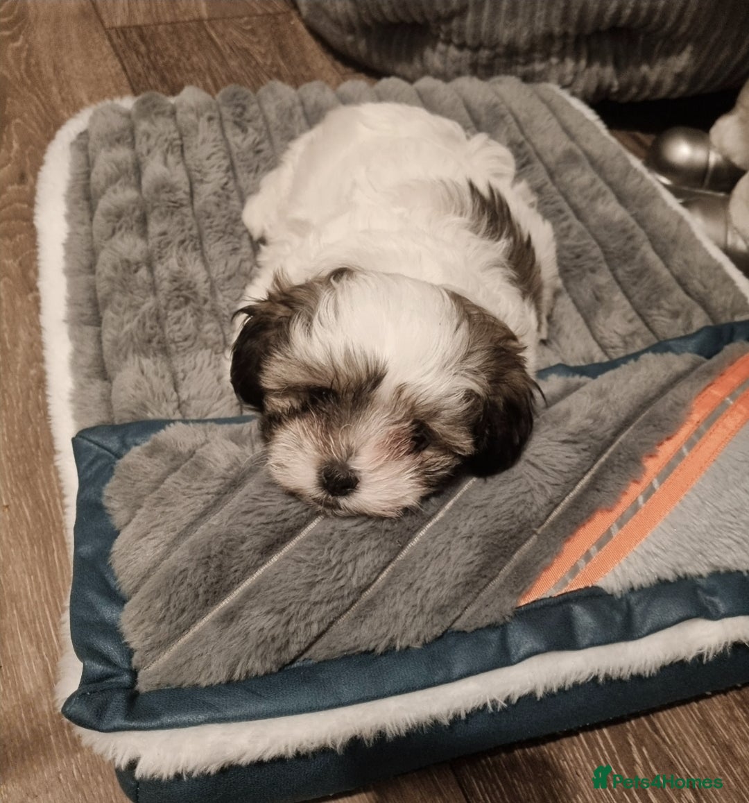 Lhasapoo dogs for sale: Lasha poo  - Advert 6