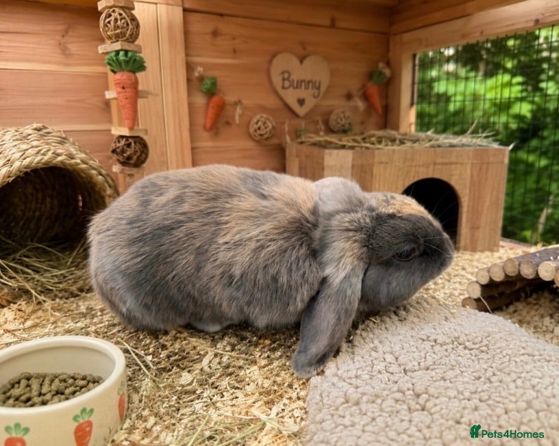 Mini Lop rabbits Mini lop babies  - Advert 15