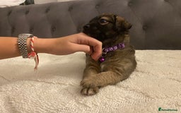 Jack Russell dogs for sale: Jack Russell puppies for sale.  - Image 7