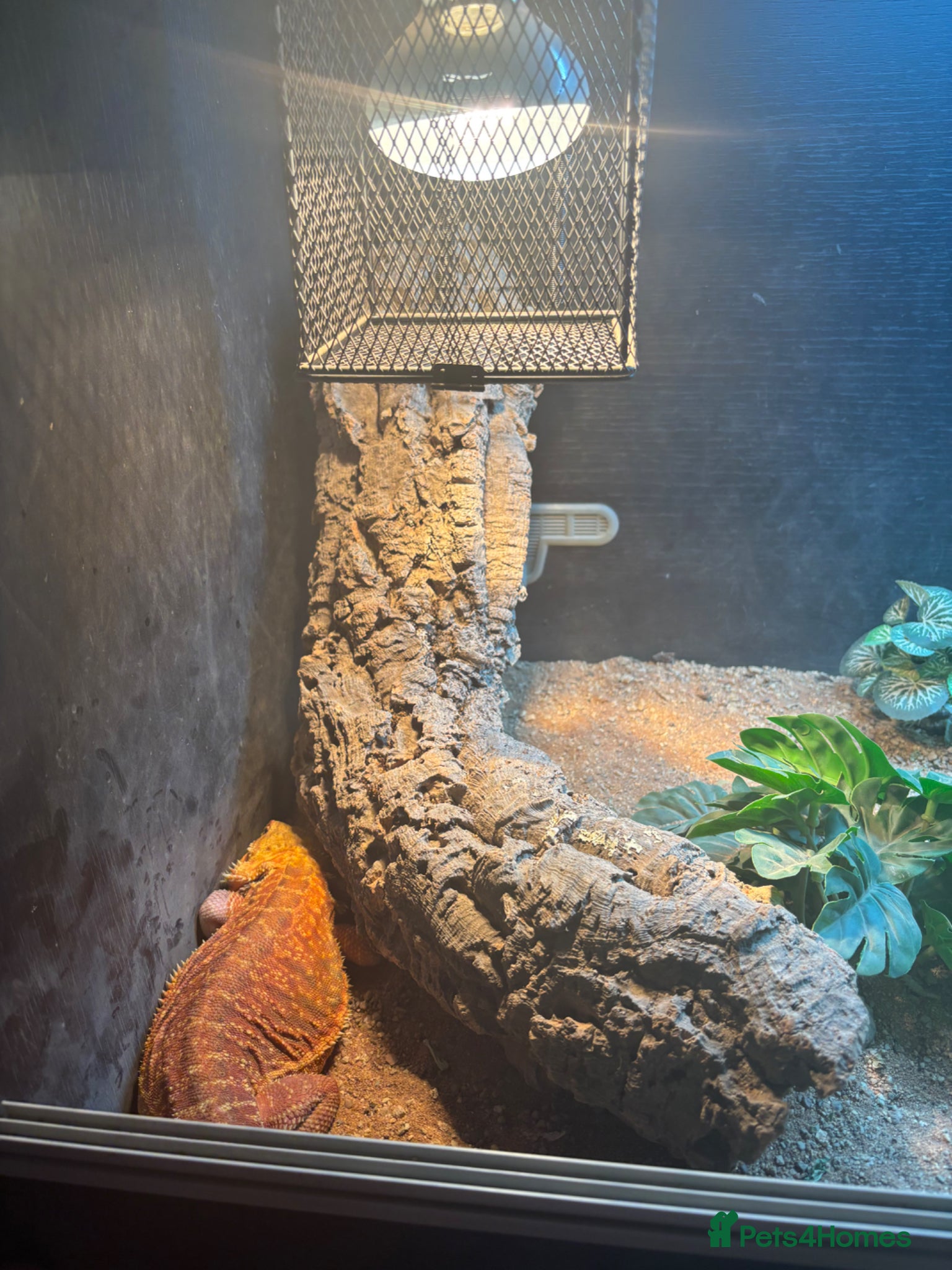 Bearded Dragon reptiles for sale: Red bearded dragon in Eastbourne - Advert 5