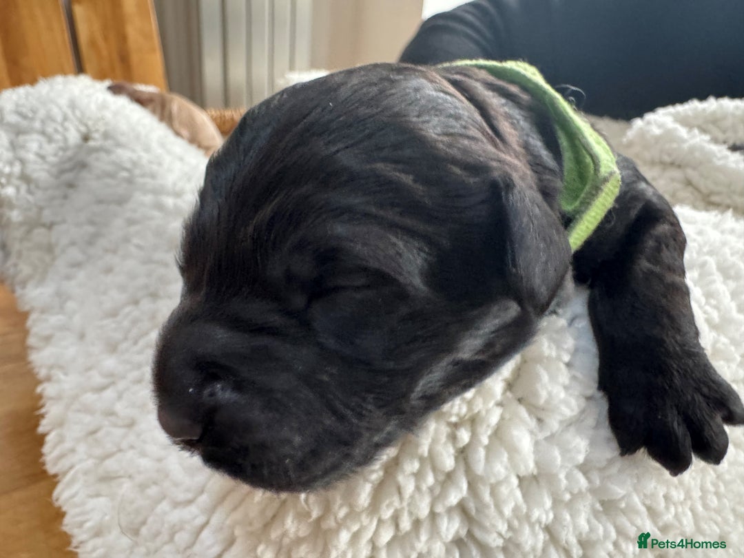 Australian Labradoodle dogs for sale: Annie's Australian Labradoodle Puppies are here! - Advert 25