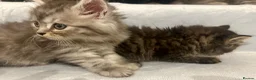 Persian cats for sale: Cute Half Persian Kittens  - Advert 14
