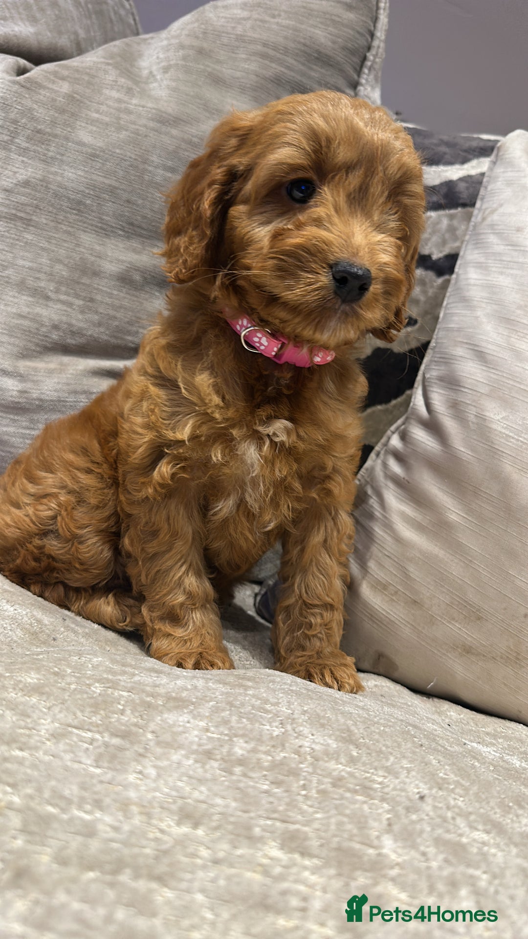 Cockapoo dogs for sale: 🐾Adorable toy cockapoos ready now 🐾 - Advert 18