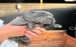 Staffordshire Bull Terrier dogs for sale: Champion Blue Staffordshire Bull Terrier Puppies - Image 3