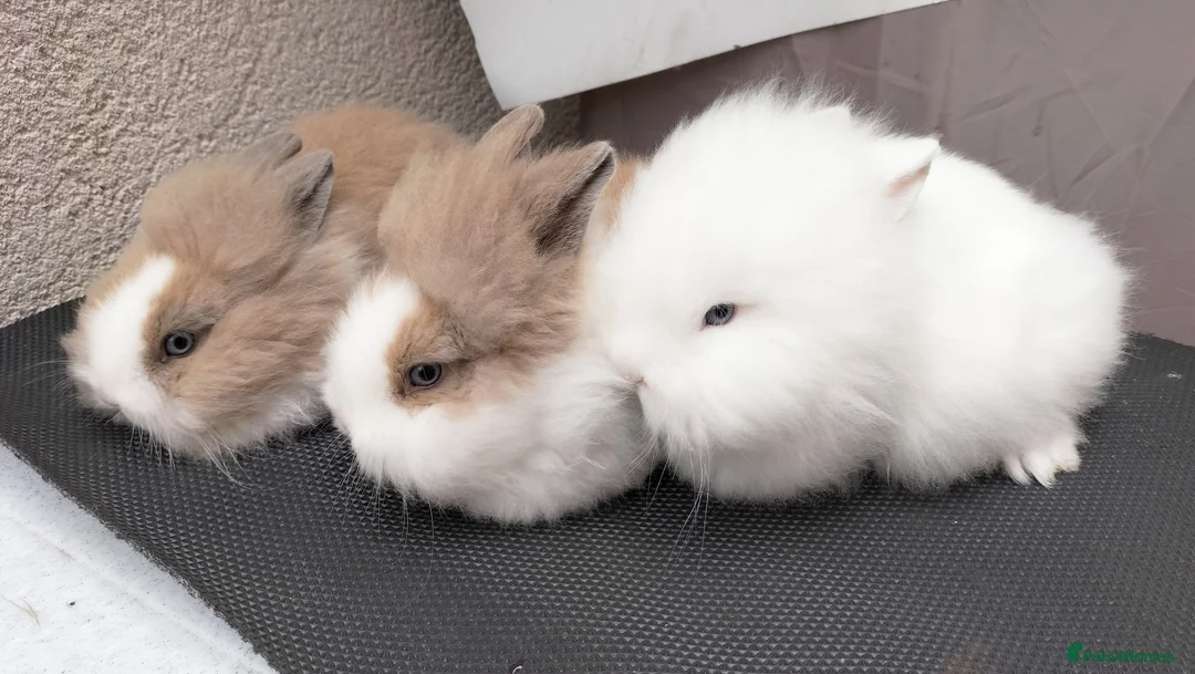 Lionhead rabbits for sale: Pure Lionhead Rabbits, Friendly & Well Handled in Smethwick - Advert 1