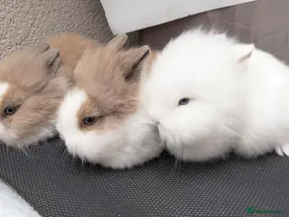 Lionhead rabbits Pure Lionhead Rabbits, Friendly & Well Handled - Advert 8