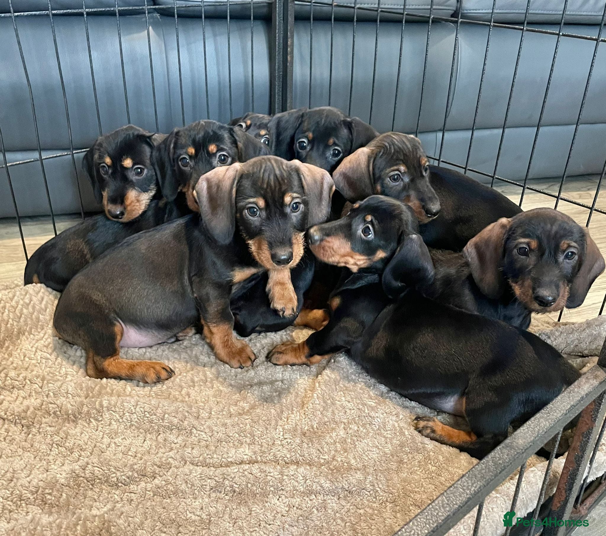 Dachshund dogs Dachshund Puppies Ready Now  - Advert 2