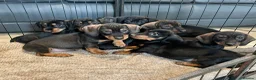 Dachshund dogs for sale: Dachshund Puppies Ready Now  in Norwich - Advert 1