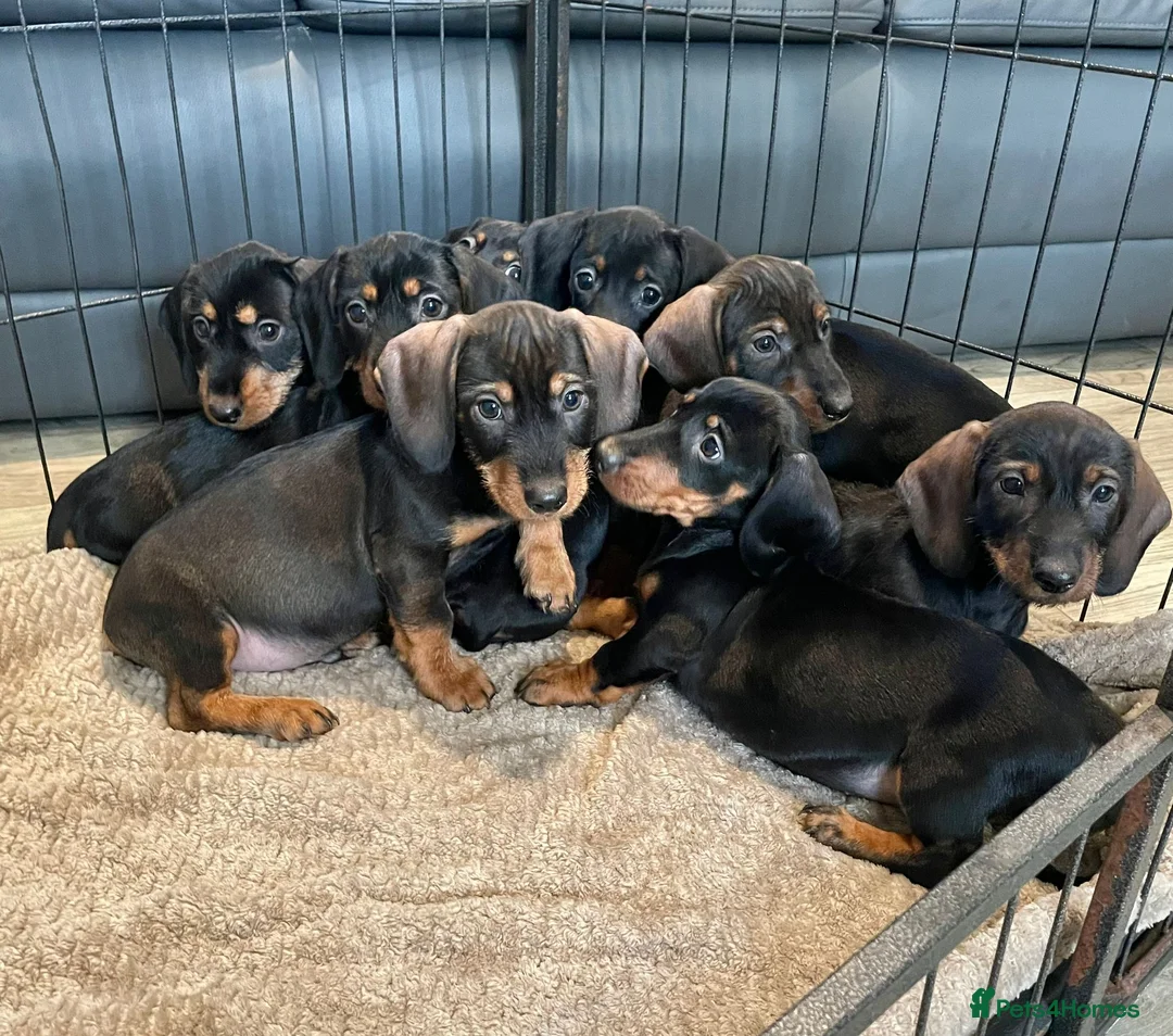 Dachshund dogs for sale: Dachshund Puppies Ready Now  in Norwich - Advert 1