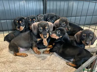 Dachshund dogs Dachshund Puppies Ready Now - Advert 2