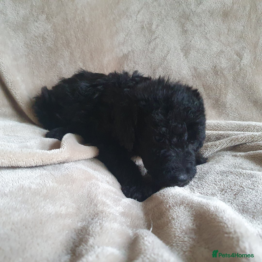 Bedlington Terrier dogs for sale: BEDLINGTON TERRIER PUPS - Image 3