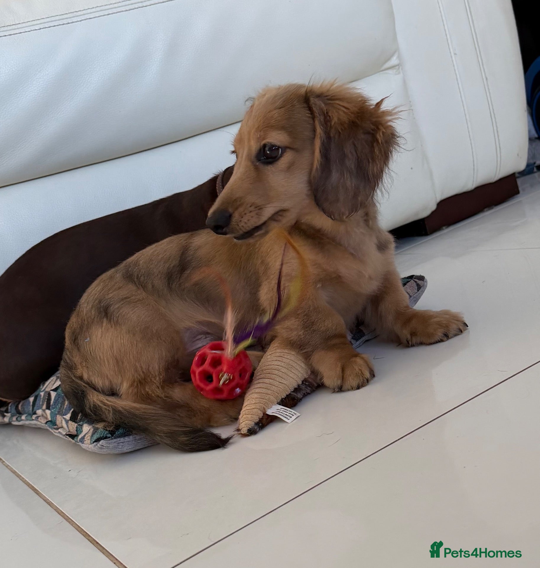 Miniature Dachshund dogs for sale: cream dapple boy - Advert 20