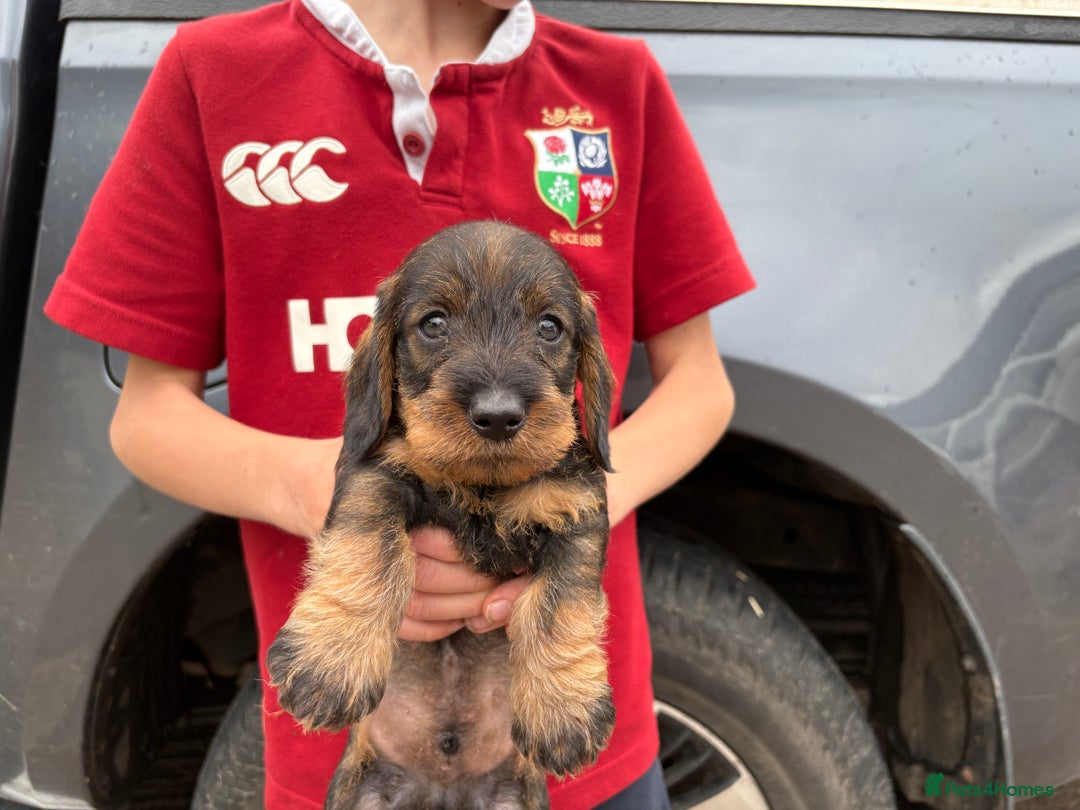 Dachshund dogs for sale: Wirehaired Dachshund (Teckel) Pups  - Image 10