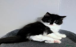 Mixed Breed cats for sale: Maine coon cross kittens ready now 🩵 - Image 6