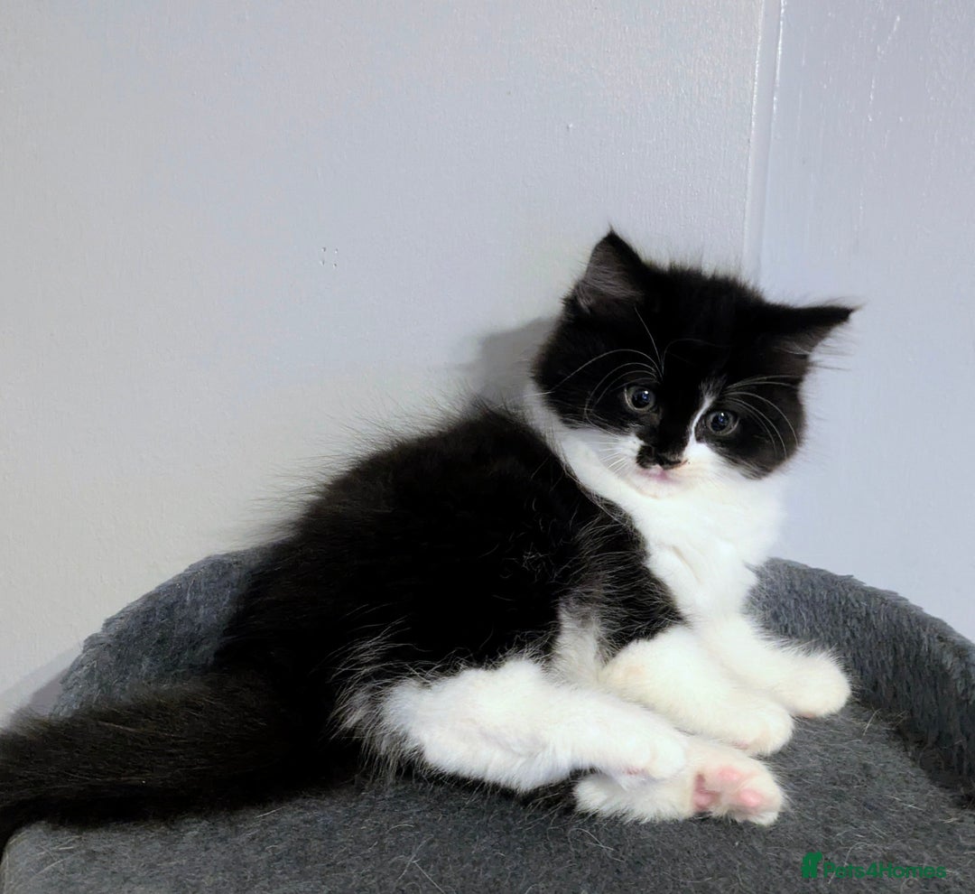 Mixed Breed cats for sale: Maine coon cross kittens ready now 🩵 - Image 6