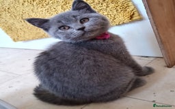 British Shorthair cats for sale: 4 British short hair lilac girls 1 choch torte boy - Image 8